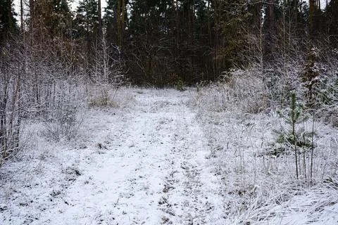 Winter forest-39 Stock Photos