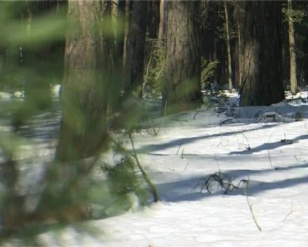 Winter forest 4  Video stock 78089