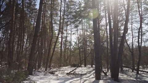 Winter forest 4 스톡 동영상 104506138