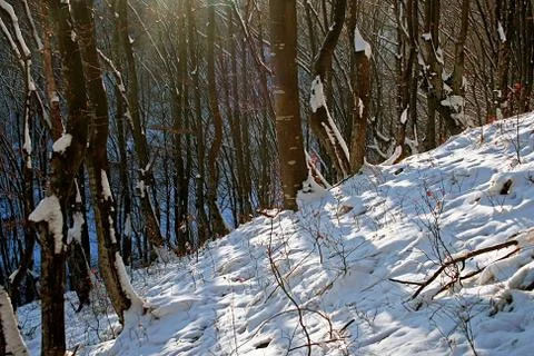 Winter in the forest 4 Stock Photos