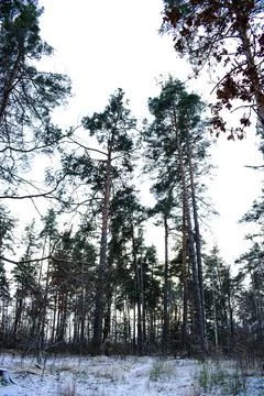 Winter forest-4 Stock Photos