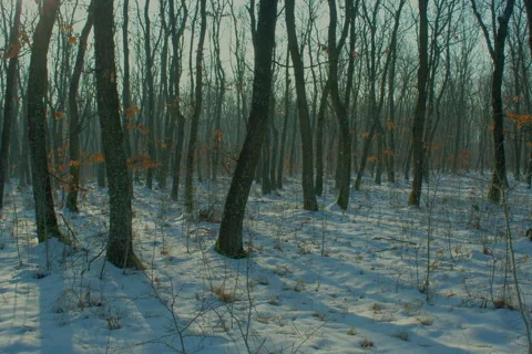 Winter forest 4K time lapse, motorized slider HDR shot Stock Footage 47565492