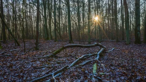 Winter forest 4k timelapse Stock Footage 71078125