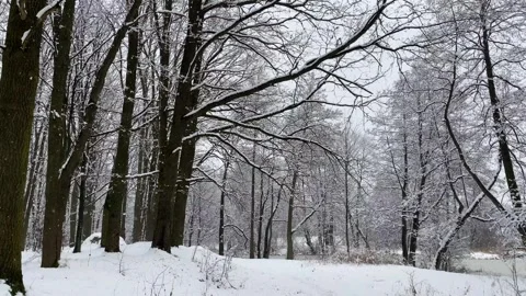 Winter Forest 5 Stock Footage 288117904