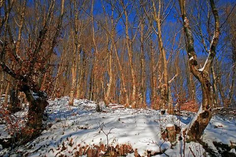 Winter in the forest 5 Stock Photos