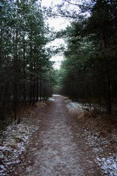 Winter forest-5 Stock Photos