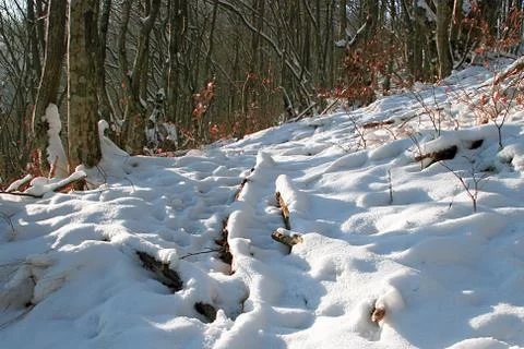 Winter in the forest 6 Stock Photos