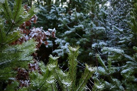 Winter forest-6 写真素材