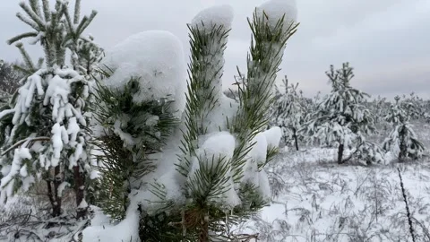 Winter Forest 7 Stock Footage 288117868
