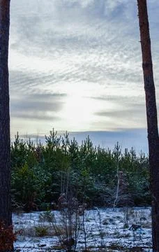 Winter forest-7 Stock Photos