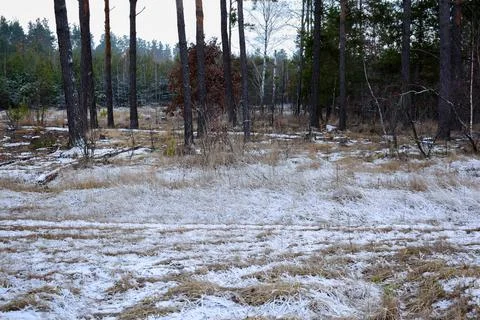 Winter forest-8 Stock Photos