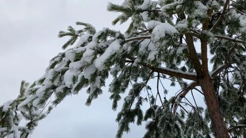 Winter Forest 9 Stock Footage 288117853
