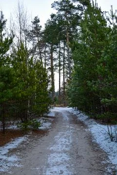 Winter forest-9 Stock Photos