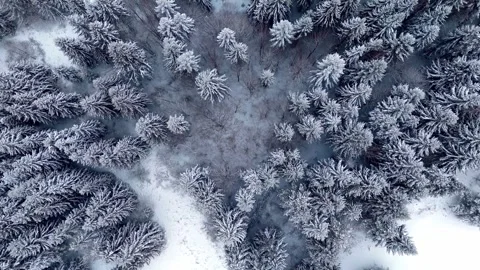 Winter Forest From Above, Bird View of Frozen Nature Video stock 321751582