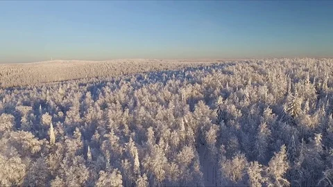 Winter forest from above. Stock-Footage 71668645