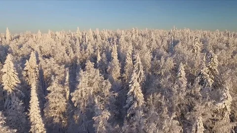 Winter forest from above. Stock Footage 71668758