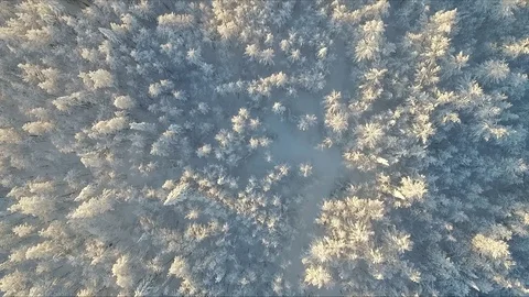 Winter forest from above. 스톡 동영상 71669463