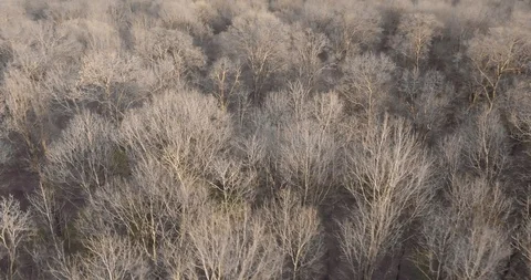 Winter Forest From Above Stock Footage 106229124