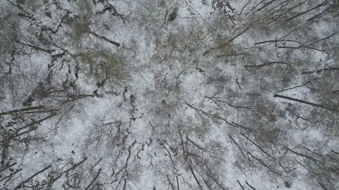 Winter forest from above Stock Footage 260305329
