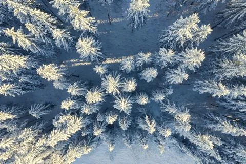 Winter forest from above Stock Photos
