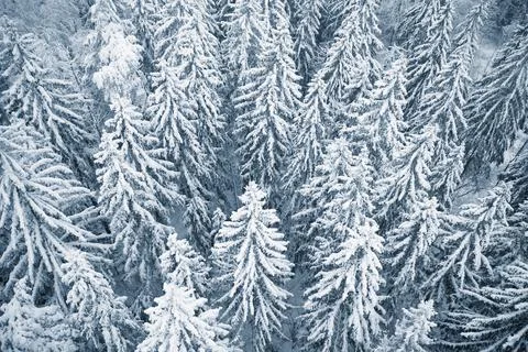 Winter forest from above Stock Photos