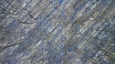 Winter forest from above: trees and and road covered in white snow Stock Footage 124638957