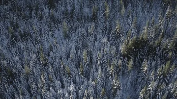 Winter Forest aerial Stock Footage 85915838
