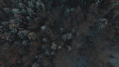 Winter forest aerial Stock Footage 103817932