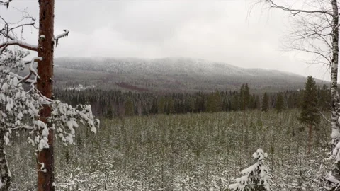 Winter forest aerial 動画素材 165826597