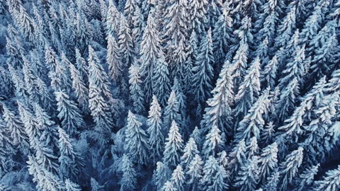 Winter forest aerial Stock Footage 167879170