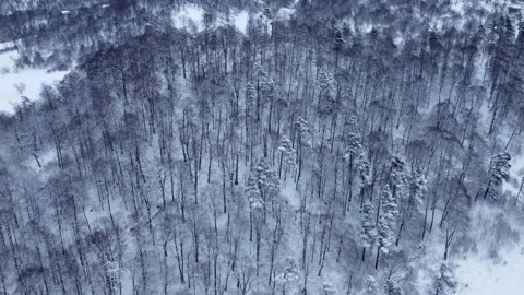 Winter forest aerial Stock Footage 168970253