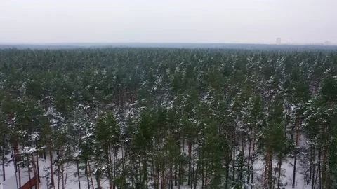 Winter  forest aerial Stock Footage 207490043