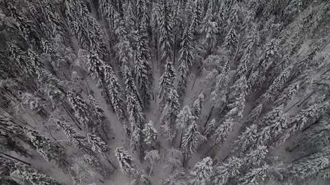 Winter Forest Aerial Snowy Tree Shadows Stock Footage 256235340