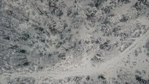 Winter forest. Aerial top down view of cold wild empty forest with snow-covered Stock Footage 153475212