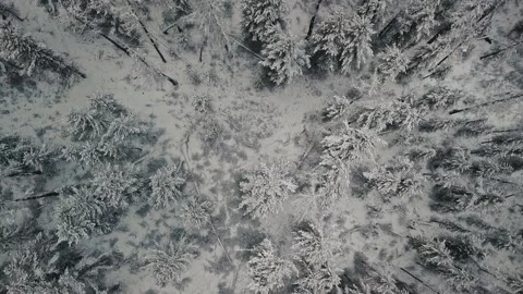 Winter forest. Aerial top down view of cold wild empty forest with snow-covered Stock-Footage 153476242
