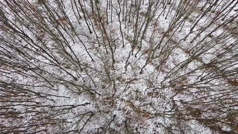 Winter Forest Aerial View, 2019 Stock Footage 322790397
