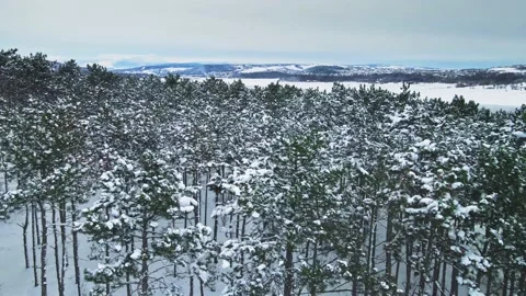 Winter Forest Aerial View in 4k Stock Footage 149666782
