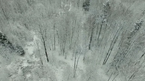 Winter forest aerial view Stock Footage 83018183