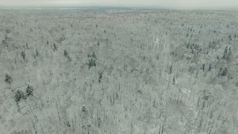 Winter forest aerial view Video stock 83018762