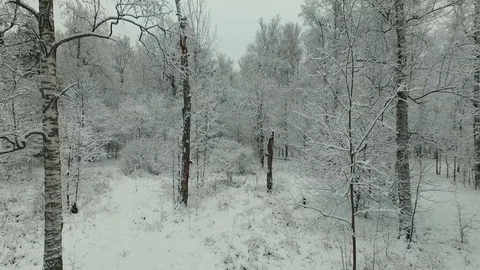 Winter forest aerial view Stock Footage 83018899