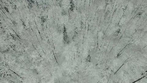 Winter forest aerial view Stock Footage 83019043