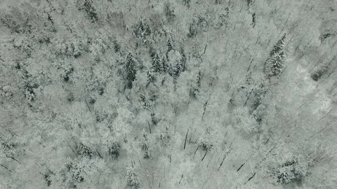 Winter forest aerial view Video stock 83019080