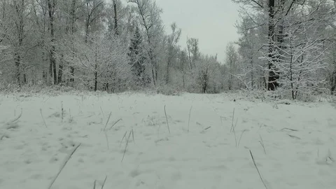 Winter forest aerial view Video stock 83019254