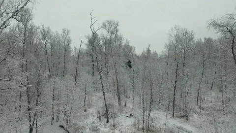 Winter forest aerial view Video stock 83019289