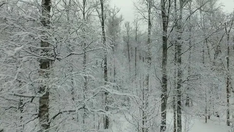 Winter forest aerial view Stock Footage 83019450