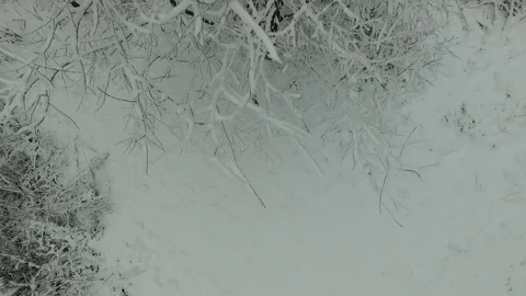 Winter forest aerial view Stock Footage 83019485