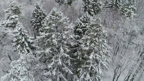 Winter forest, aerial view Stock Footage 99883410