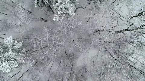 Winter forest, aerial view Stock Footage 99883418