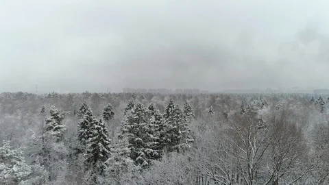 Winter forest, aerial view Stock Footage 99883439
