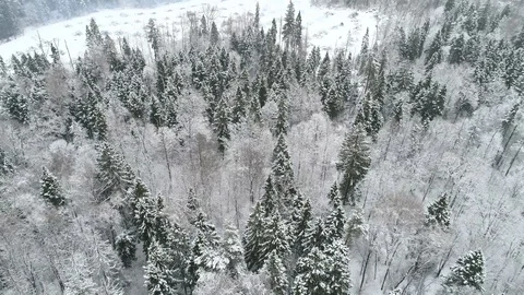 Winter forest, aerial view Stock Footage 99883472